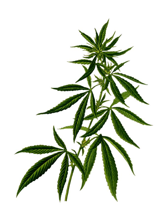 Optymalne warunki do uprawy marihuany