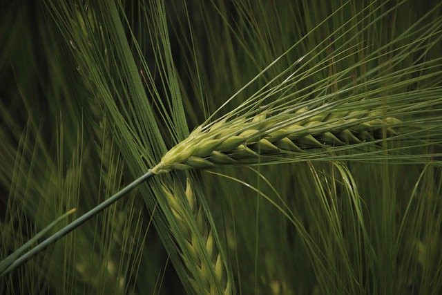 Ochrona upraw zbóż ozimych przed chwastami i chorobami