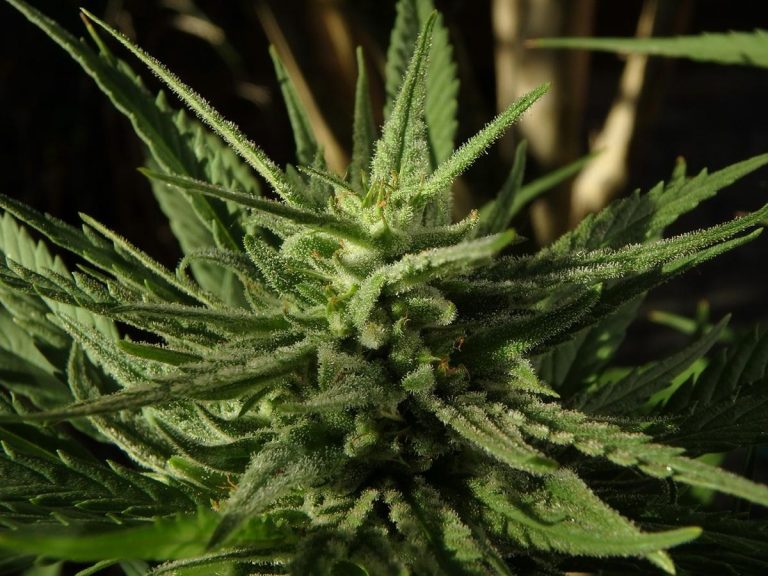Jak kannabidiol wpływa na sen i regenerację organizmu?