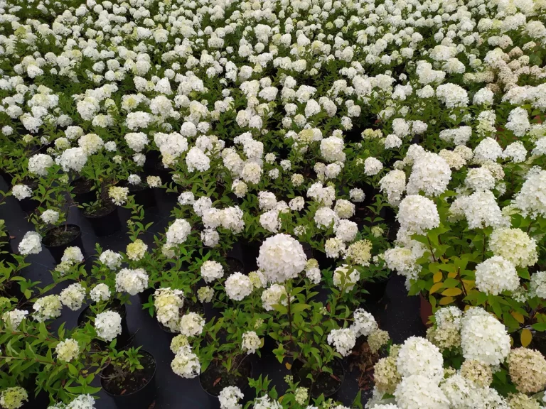 Najpiękniejsze rośliny ozdobne w warszawie – inspiracje z lokalnej szkółki